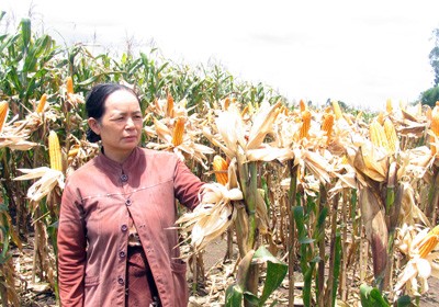 Los Cham en Dong Nai construyen su tierra natal  - ảnh 2